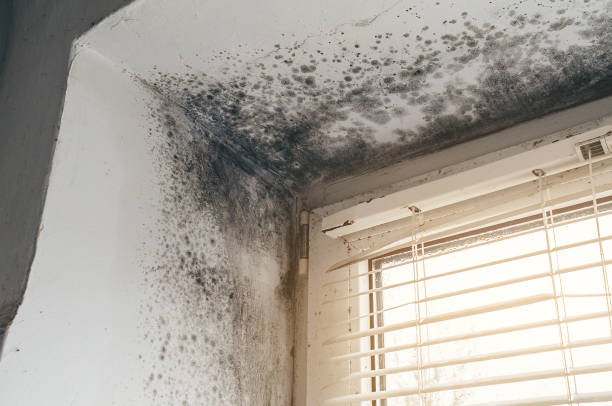 Affordable Mold Cleanup solutions in Highland Park, TX